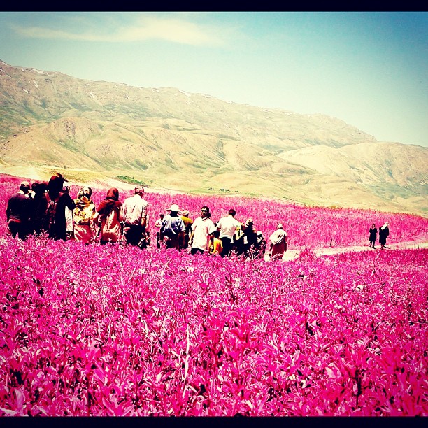 Feature: Instagrams from Iran (picture compilation)